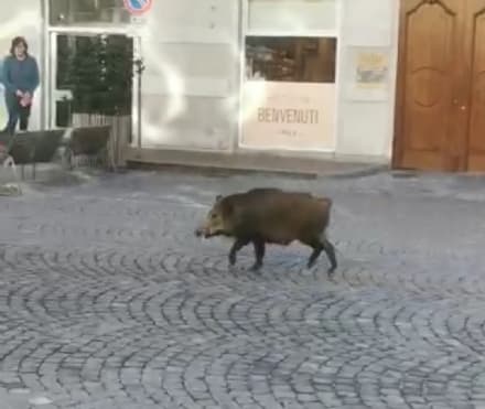 IVREA - Cinghiale a spasso in centro davanti al municipio: il video diventa virale - VIDEO