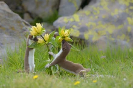 PARCO GRAN PARADISO - Torna il concorso internazionale Fotografare il Parco