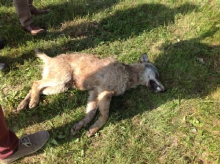 SAN MARTINO CANAVESE - Giovane lupa trovata morta: uccisa da un colpo d'arma da fuoco