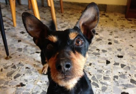 CUCCIOLI - Un appello per il piccolo Jaky, abbandonato e in cerca di una famiglia