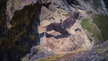 PARCO GRAN PARADISO - Spicca il volo in diretta il piccolo gipeto Avrì - VIDEO