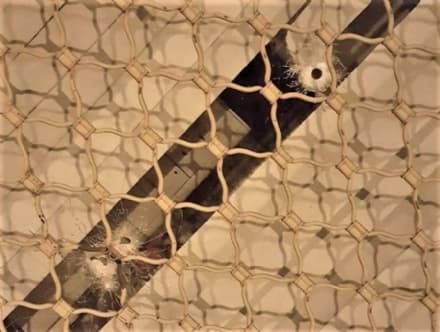 CIRIE' - Colpi di fucile contro la vetrina Aci: una motocicletta in fuga