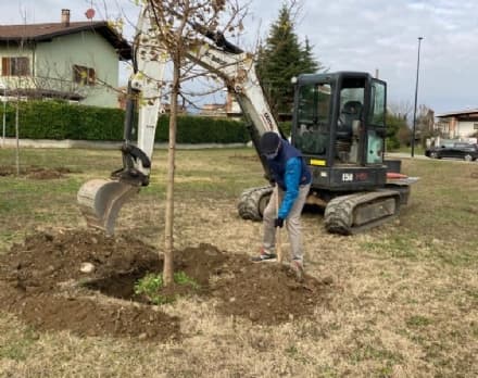 LEINI - 16 nuovi tigli al Capirone: primo passo di una serie di piantumazioni per la festa dell'albero