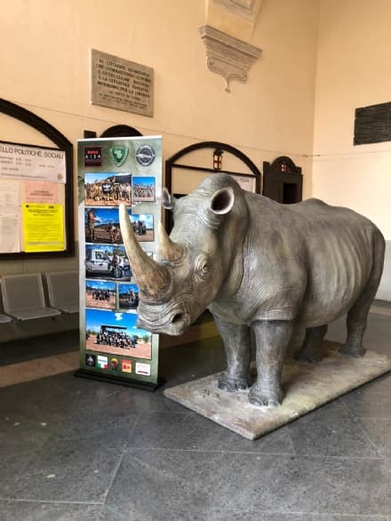 IVREA - La città ospita «Leo» e si schiera dalla parte dei rinoceronti a rischio estinzione