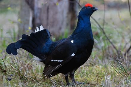 CACCIA - Si spara alla pernice e al gallo forcello: animalisti sul piede di guerra