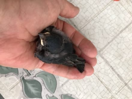 A Favria accade anche questo...