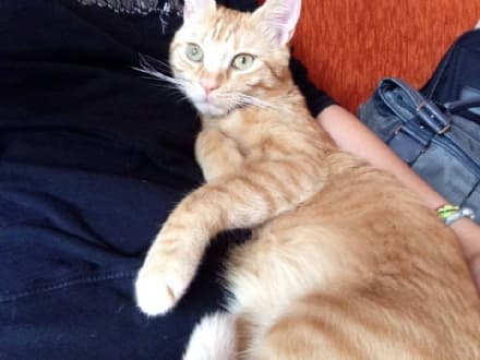 AGLIE' - Micio smarrito in zona salone Alladium