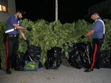 CUORGNE' - Piantagione di cannabis: arrestato un «coltivatore» 47enne
