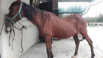 CANAVESE - Jasmine è morta: la triste storia del cavallo maltrattato