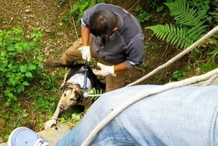 AGLIE' - Cane di sedici anni scivola in un fossato e rimane bloccato nel fango: salvato dalle Giacche Verdi - FOTO