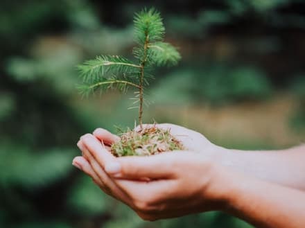 AMBIENTE - 70mila muovi alberi sul territorio torinese