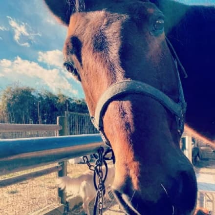 BAIRO - In ricordo dell'adorato cavallo Pepy, i proprietari regalano lezioni di ippoterapia ai ragazzi con difficoltà neuromotorie