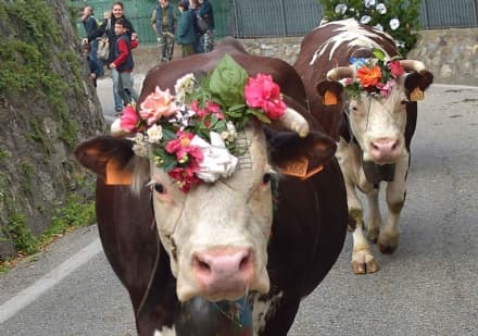 SETTIMO VITTONE - Il ritorno delle mandrie bovine diventa festa