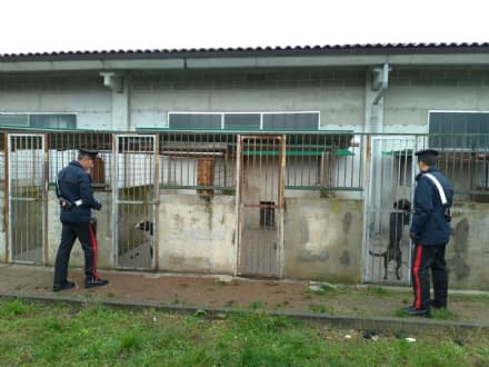 MATHI - Cani rinchiusi tra escrementi e rifiuti: carabinieri sequestrano canile abusivo - FOTO e VIDEO