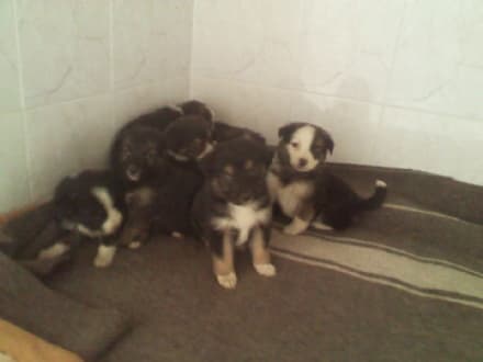 VALPERGA - Nove cuccioli abbandonati in un sacco della spazzatura