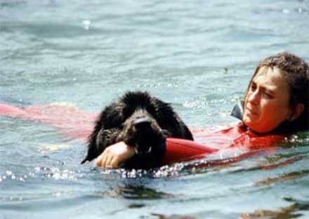 CANAVESE - Nel lago di Ceresole gli esami dei «bagnini a quattro zampe»