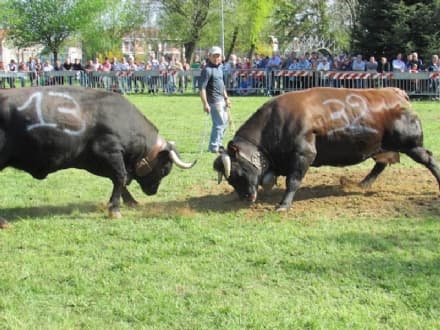  Favria riparte con la 44esima Fiera di San Isidoro