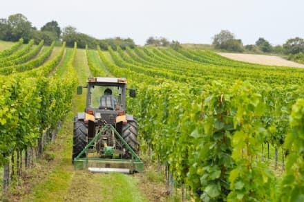 LAVORO - L'impegno della Regione per promuovere il lavoro regolare nell'agricoltura