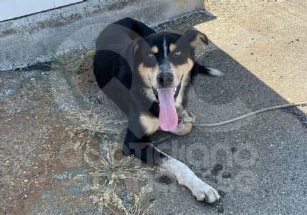 BORGARO - I poliziotti salvano un cagnolino che vaga per la tangenziale: si cerca il proprietario - FOTO