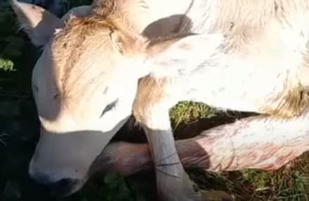 RONCO CANAVESE - Vitello ferito dall'attacco di un lupo: l'allarme degli allevatori