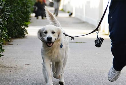 RIVAROLO - Il cane sporca? 500 euro di multa. Al padrone, ovviamente