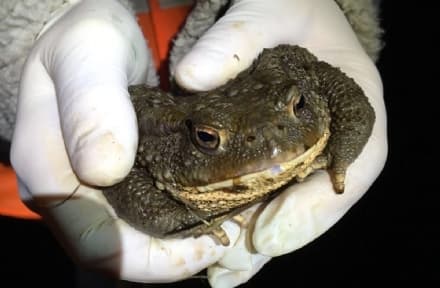 CANAVESE - Più di 3000 rospi da salvare a Pertusio, Vidracco e Vistrorio - FOTO