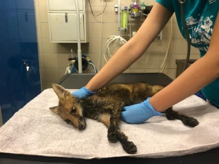 ANIMALI - Salvata una piccola volpe caduta in un canale sulla collina chivassese - FOTO