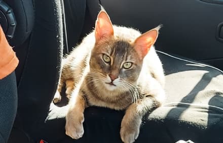 FORNO CANAVESE - Appello per ritrovare la gatta Jinx sparita dalla frazione Cimapiasole - FOTO