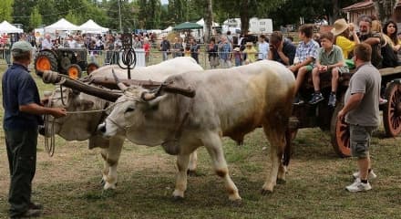 BOSCONERO - Alla Fiera Agricola con il Green pass nelle aree espositive