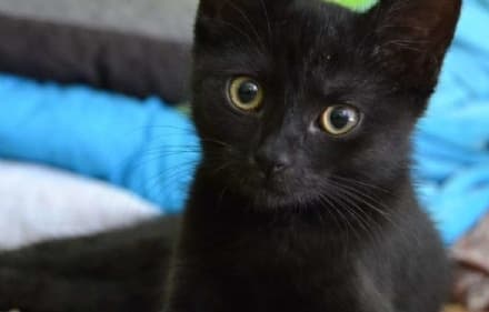 CASTELLAMONTE - Bocconi avvelenati uccidono due gatte: caccia all'idiota in frazione Campo