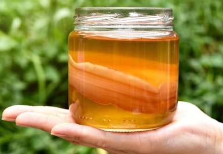 TREND - Arriva il Kombucha, l'elisir cinese di lunga vita