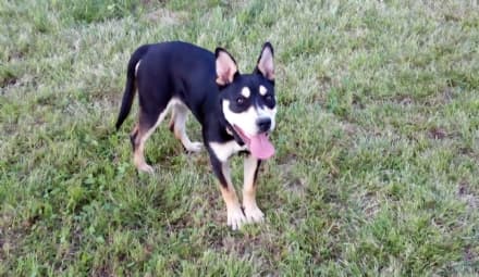 OZEGNA - Cane scomparso: appello per ritrovare la piccola Nanami