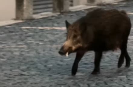 IVREA - Niente lieto fine: il cinghiale uscito dal municipio è stato abbattuto - VIDEO