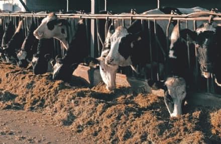 CASELLE - Carabinieri in cascina, sequestrate quasi 300 mucche da latte