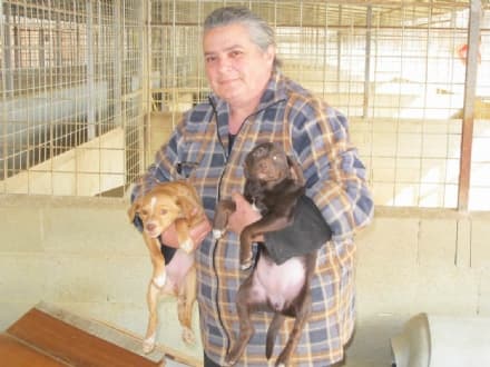 CASTELLAMONTE - Due cuccioli abbandonati dentro un sacchetto di plastica