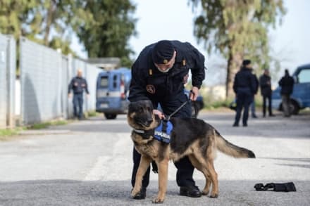 IVREA - 200 agenti e i cani antiesplosivo vigileranno sullo Storico Carnevale