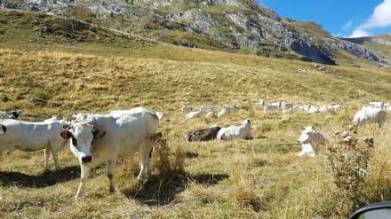 CANAVESE - Pascoli secchi, allevatori in difficoltà: iniziano a scarseggiare erba e acqua. A rischio le produzioni di latte e formaggi