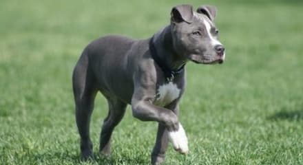 IVREA - Pitbull uccide un cagnolino e ferisce la sua padrona, intervento della polizia