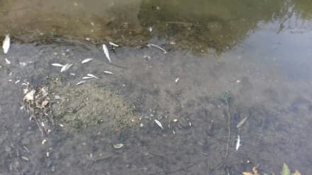 LEINI - Strage di pesci nel canale: indaga l'Arpa. Effettuato un campionamento dell'acqua