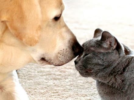 RIVAROLO-AGLIE' - Sabato la prima raccolta alimentare per animali