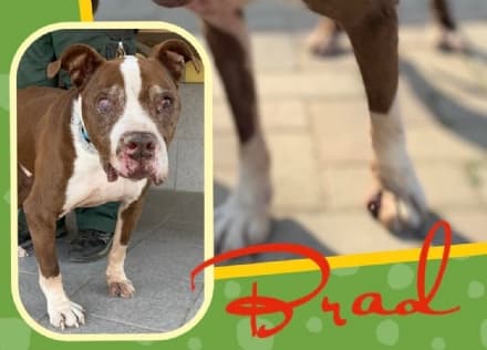 CALUSO - Dopo tanta sfortuna che l'ha messo a dura prova, Brad è stato adottato