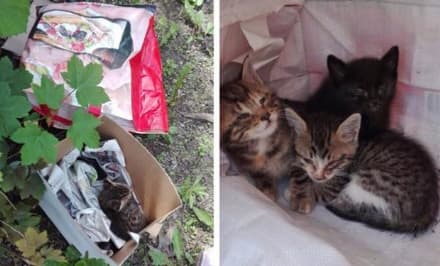 RIVAROLO CANAVESE - Quattro cuccioli abbandonati nel sacchetto della spesa