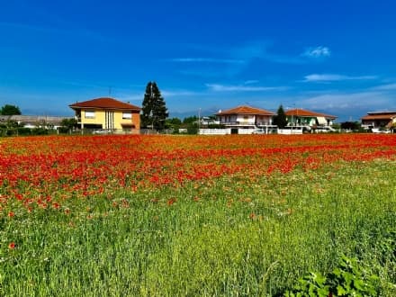 CANAVESE - I papaveri di Feletto vincono la sfida social