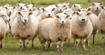 SCIENZA - Ecco perché le pecore girano in tondo