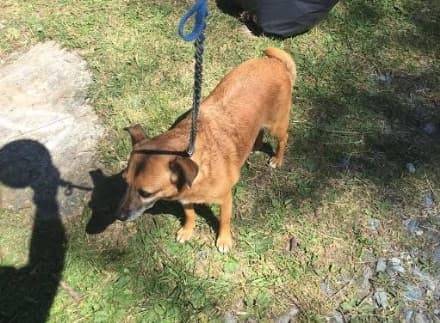 CANAVESE - Il cane si allontana dal padrone: scatta la multa da 52 euro...