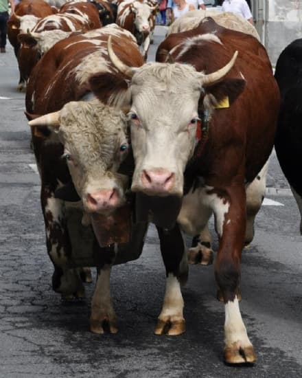 PONT CANAVESE - E' tempo di Transumanza: festa in occasione del rientro delle mandrie dagli alpeggi