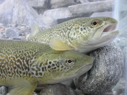 LOCANA - Per salvare la trota marmorata apre l'incubatoio ittico