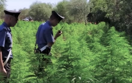 BORGOFRANCO - Piantagione di marijuana nel bosco: nei guai un pensionato e un barista - VIDEO