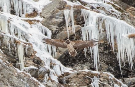 PARCO GRAN PARADISO - Anche nel 2020 il gipeto ha scelto il Gran Paradiso per il proprio nido