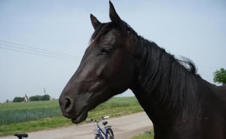 IVREA - Ubriaco a cavallo: multato e denunciato dalla polizia